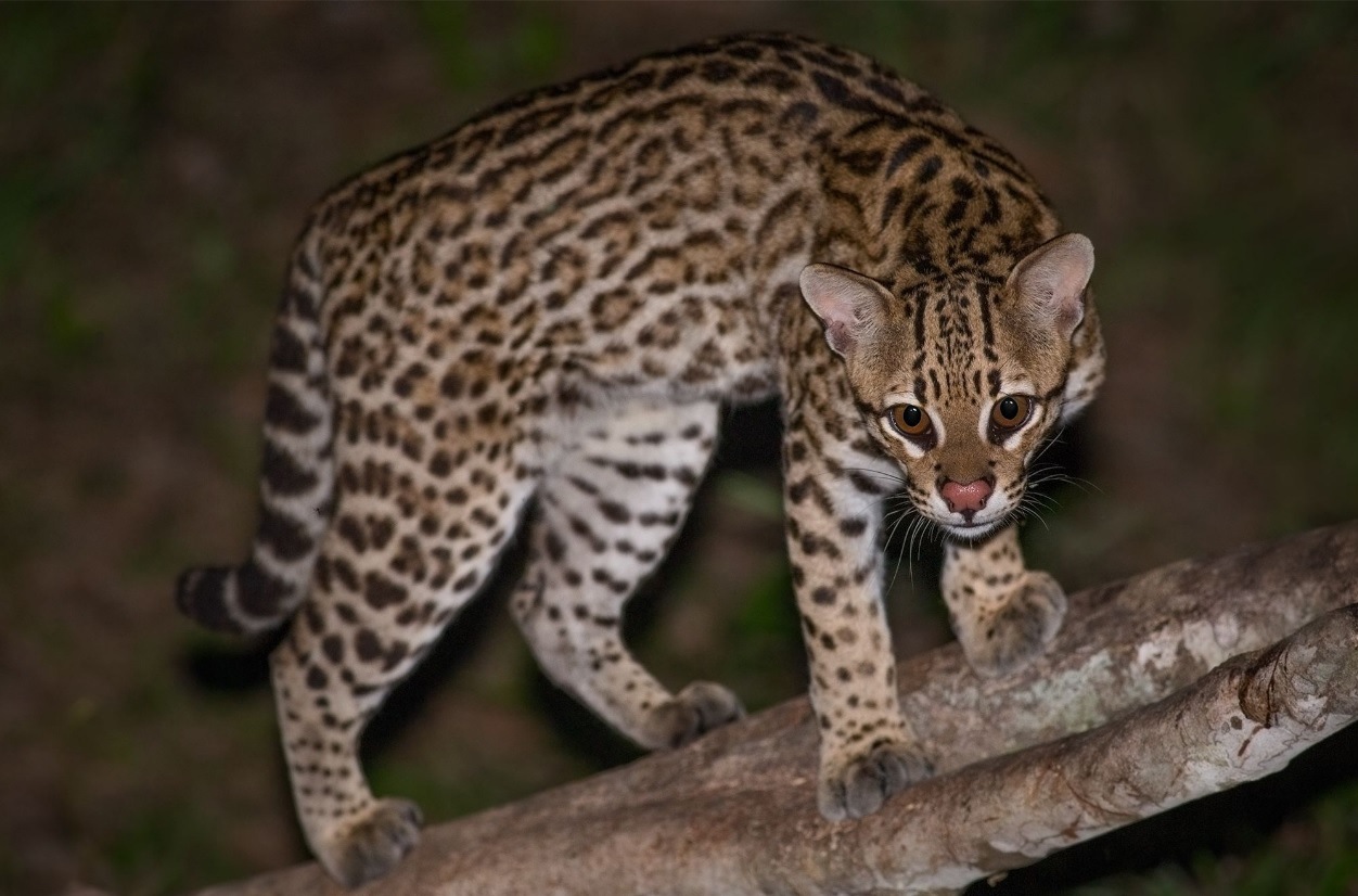 jaguars, pantanal, tours, brazil, photography, wildlife